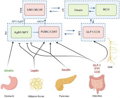 Gut microbes and food reward: From the gut to the brain